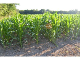 Property photo 3 - 64 Acre Farm Offered in 4 Tracts or in Combinations - Real Estate Auction
